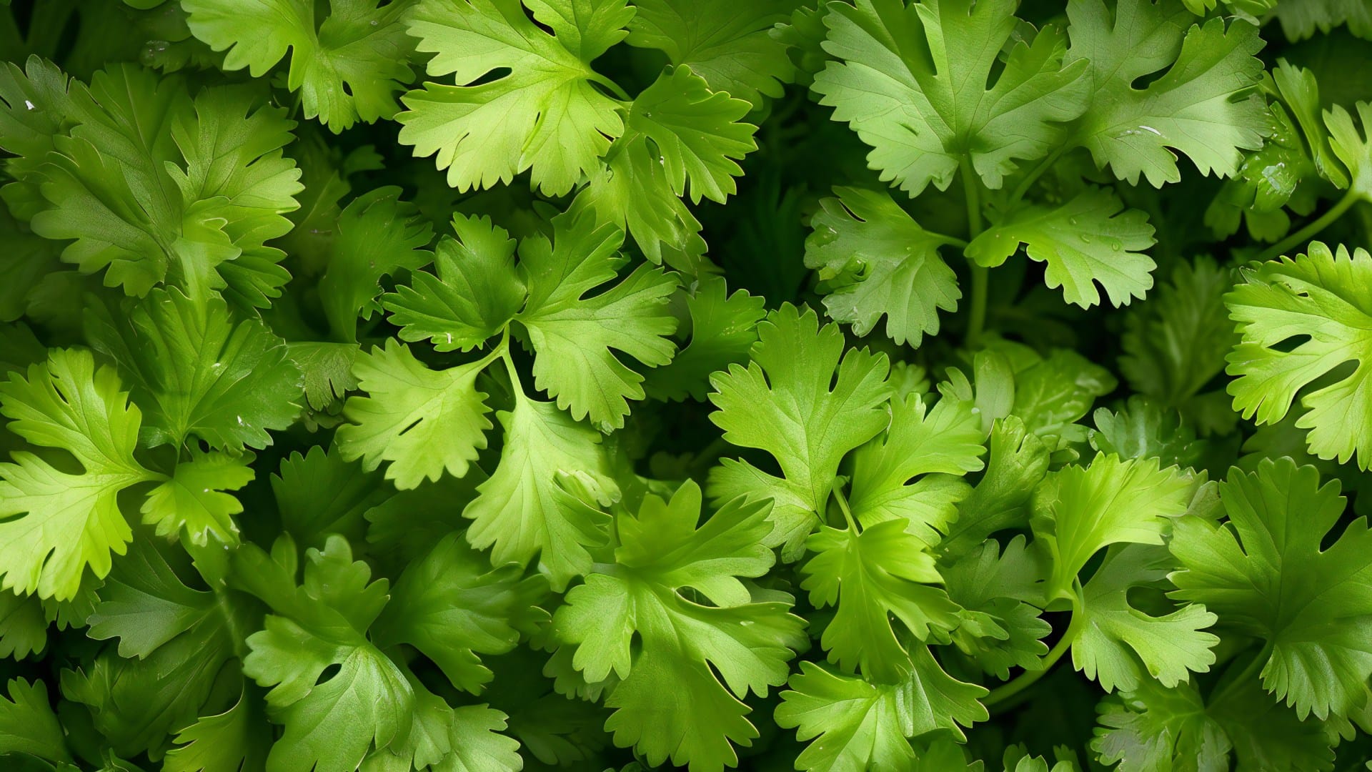 how to keep coriander fresh without fridge hara dhaniya kaise fresh rakhe