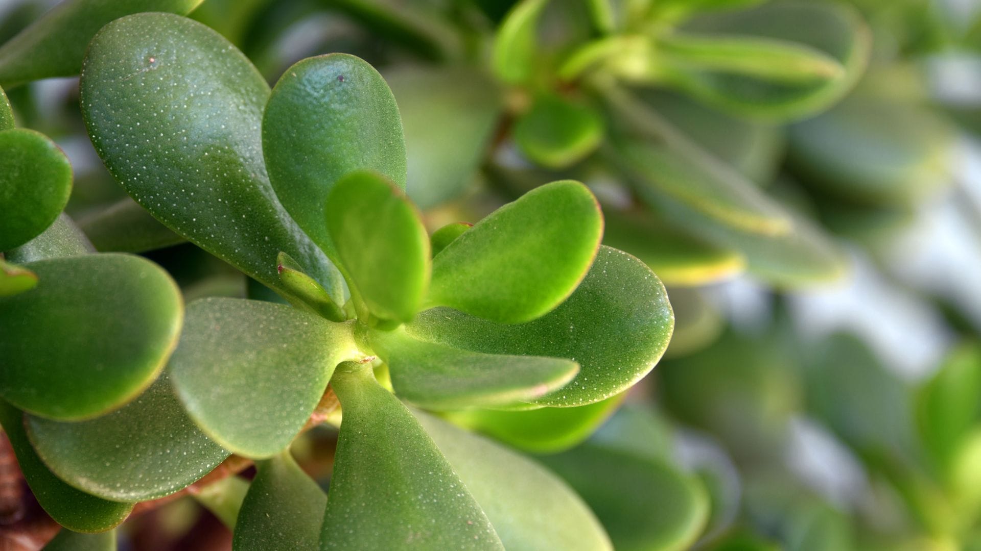 4 lucky plants that bring happiness at your home goddess lakshmi will be happy in hindi