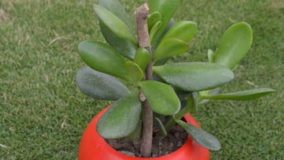 Fengshui plant crassula plant attract good luck at home in hindi