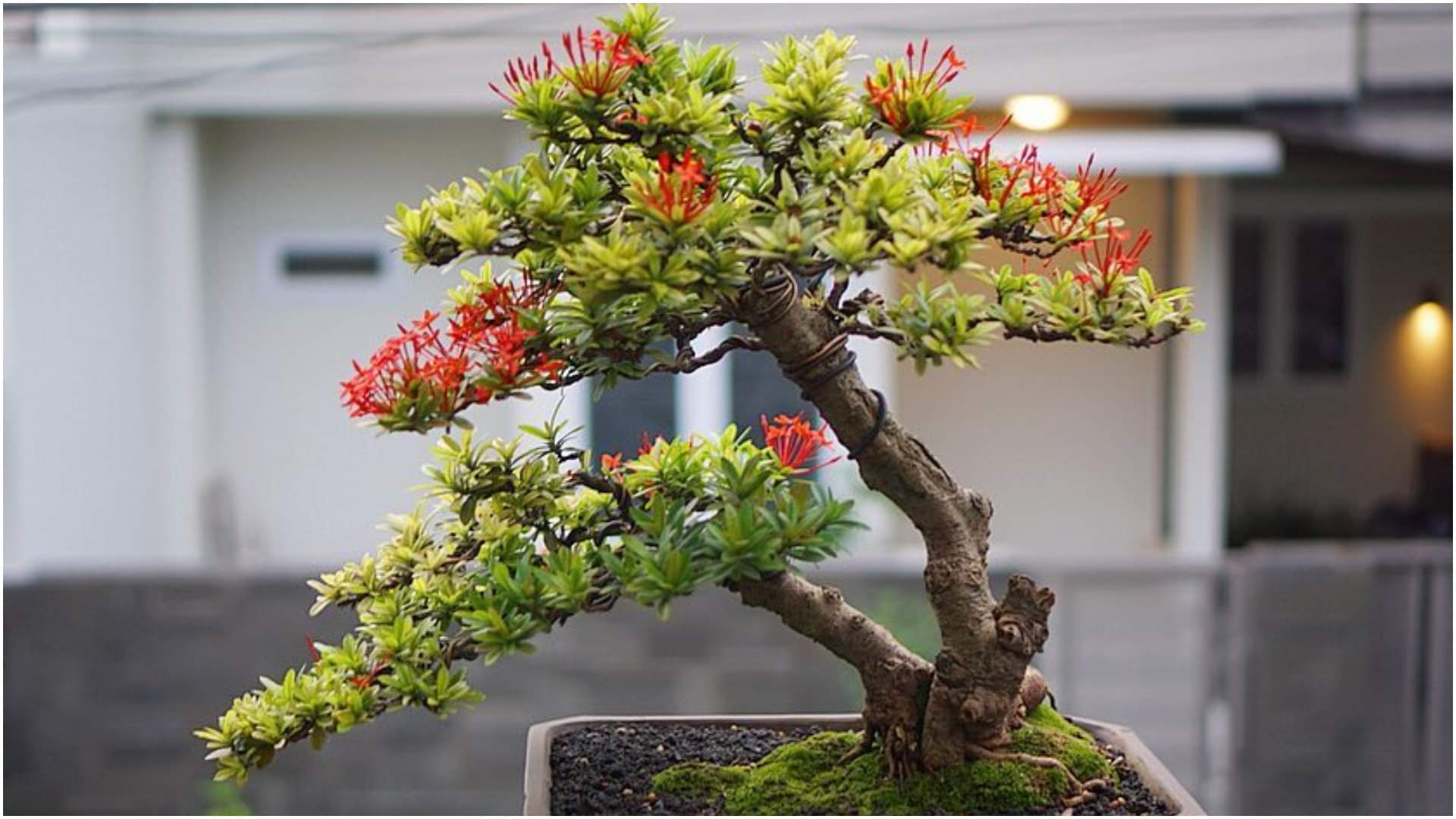 Monsoon Gardening Tips Top 5 Rainy Season Flowers Portulaca, Marigold And Ixora Plants