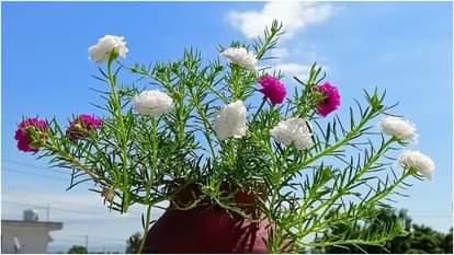 पोर्टुलाका का फूल