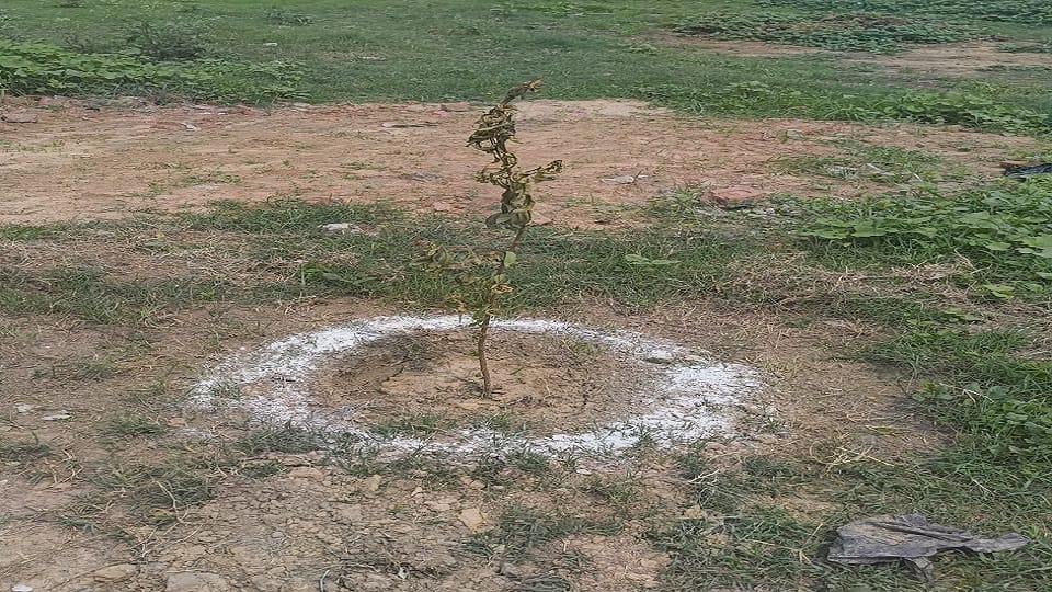 Plants are dry or uprooted