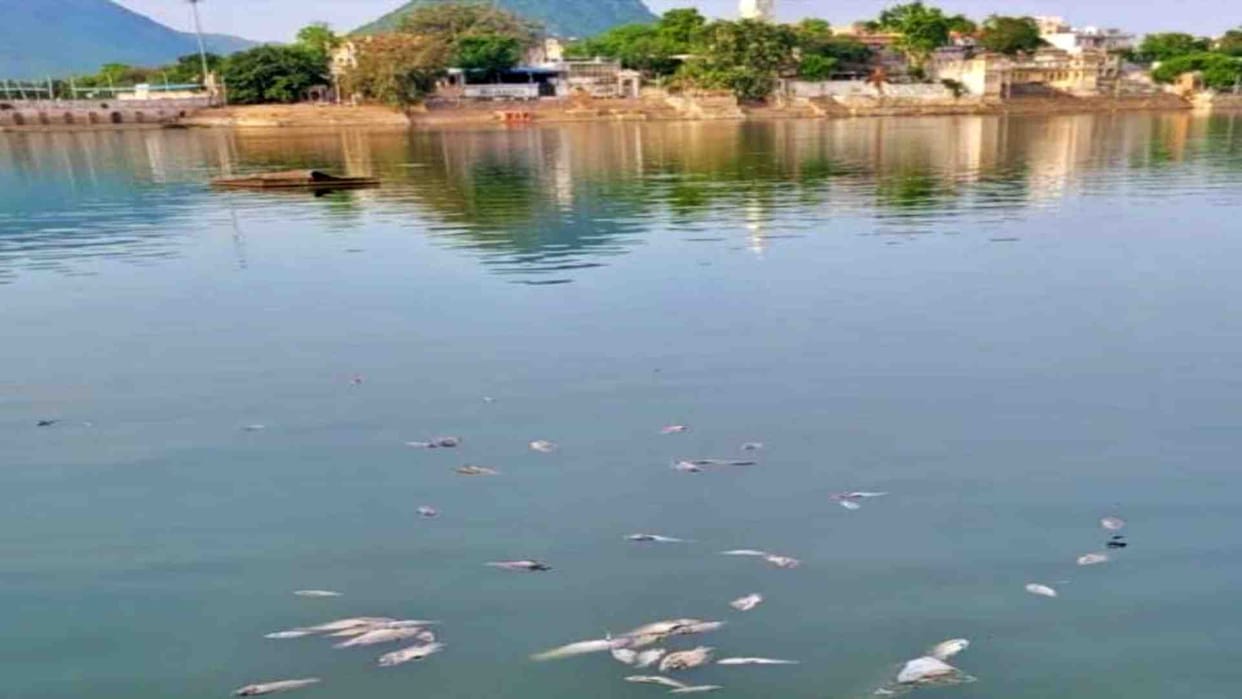 Ajmer News: Fishes are dying in the holy Pushkar lake due to lack of oxygen