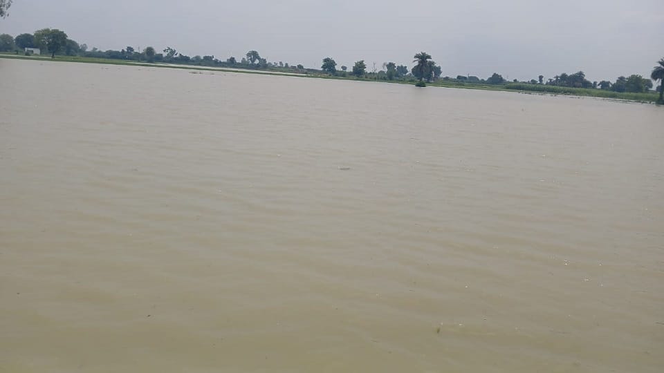 Hundreds of bighas of crops submerged due to cutting of Rajwaha track
