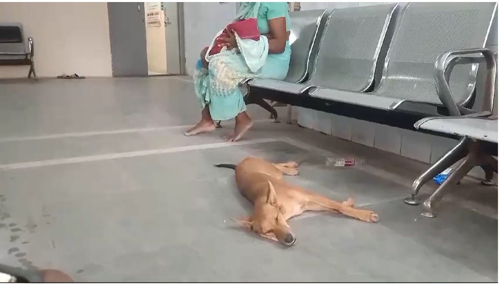 Shahdol News Stray dogs also come for CT scan they sit and lie down with patients