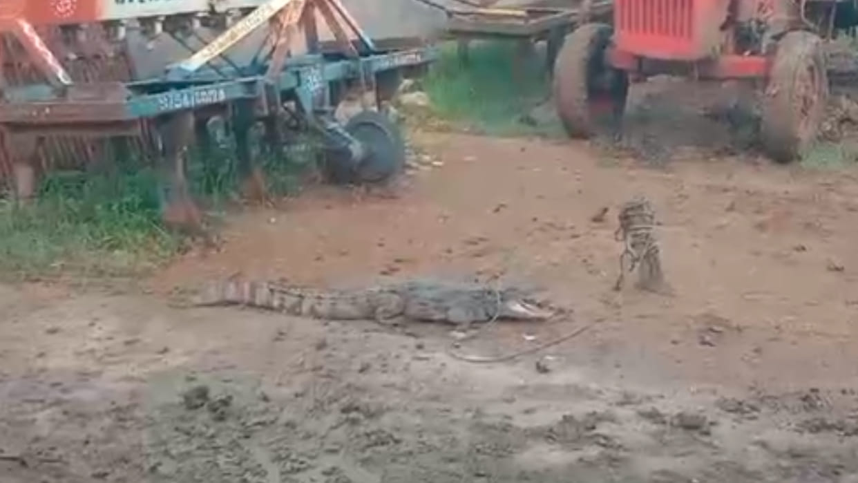 Sheopur: Crocodile entered farmer's house, villagers kept him tied to a peg overnight