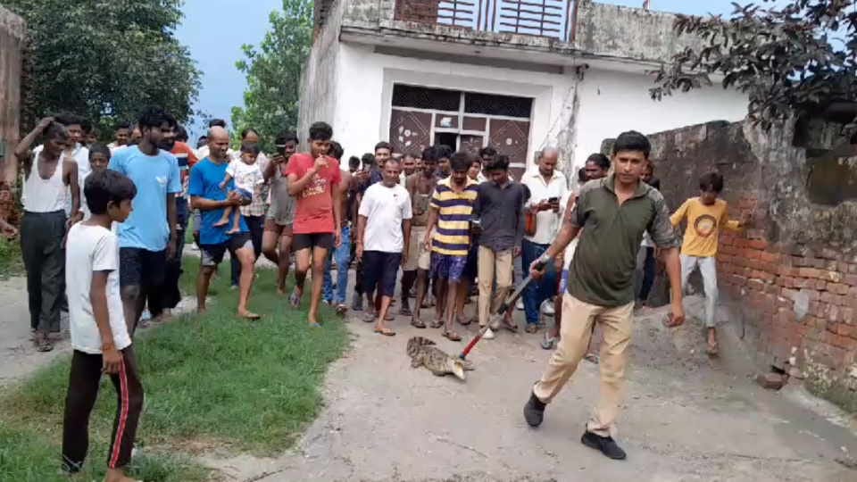 Roorkee News Crocodile seen roaming on road in populated area, crowd of villagers gathered to see
