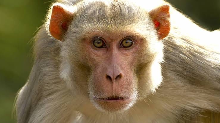 Prayagraj: Monkey attacked in council school Kandwa, 10 students including Shikshamitra injured