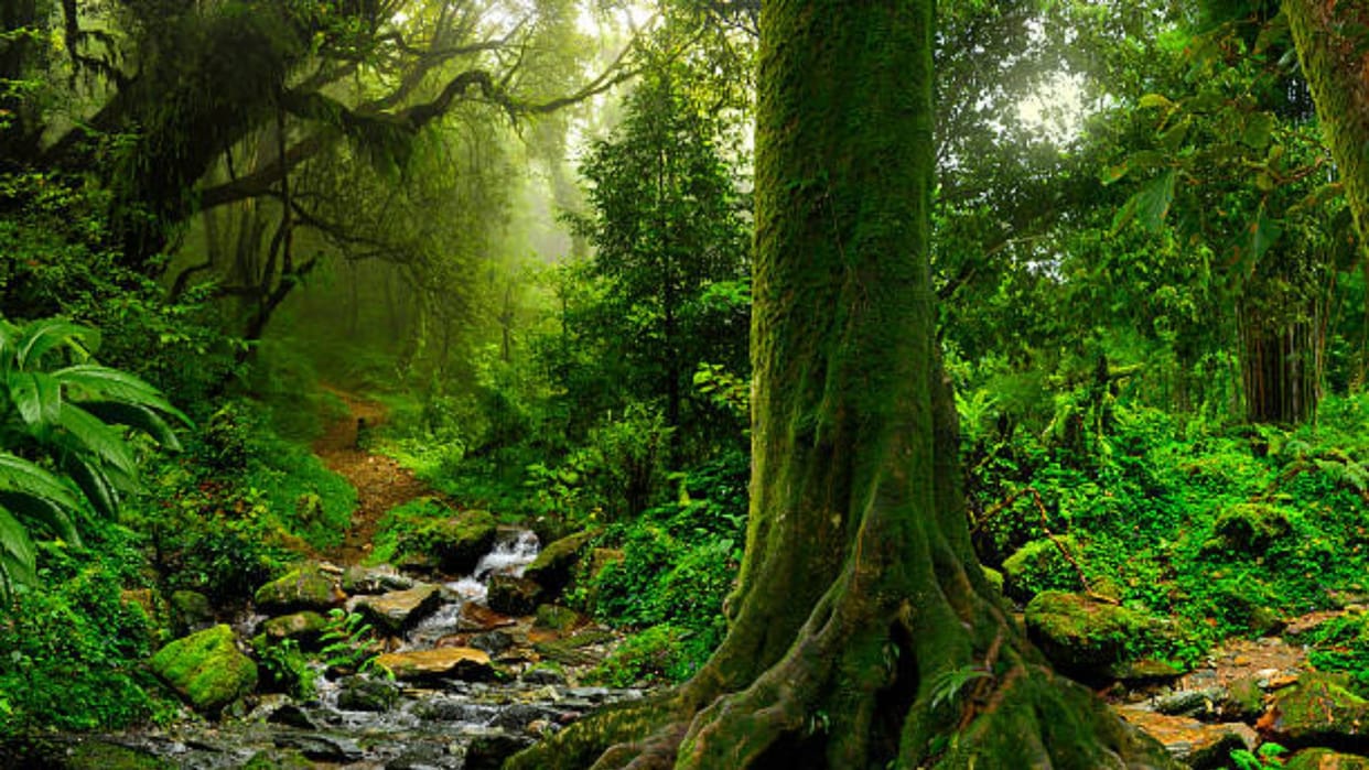 Country second forest healing center being built in Nainital