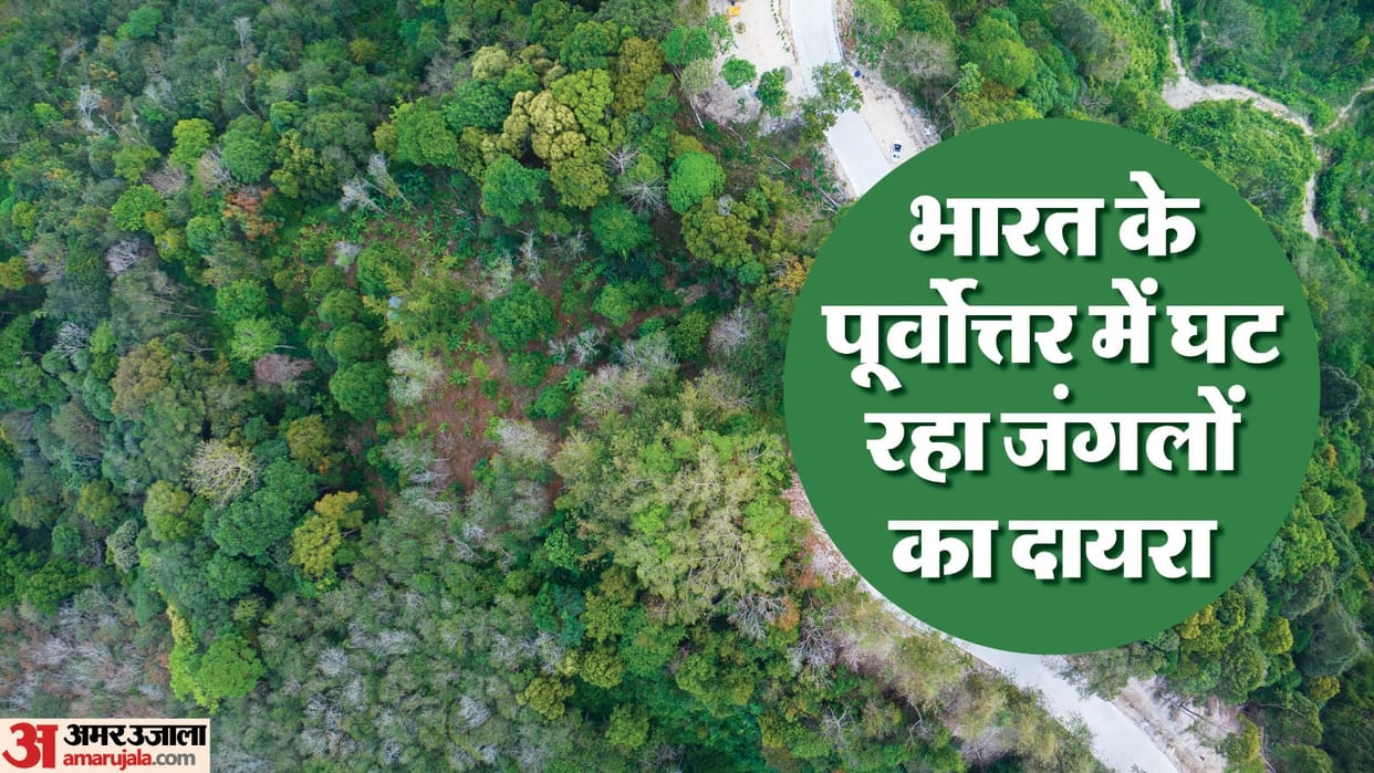 Forest Cover increasing in India This state has most dense Forest in Country know here news and updates