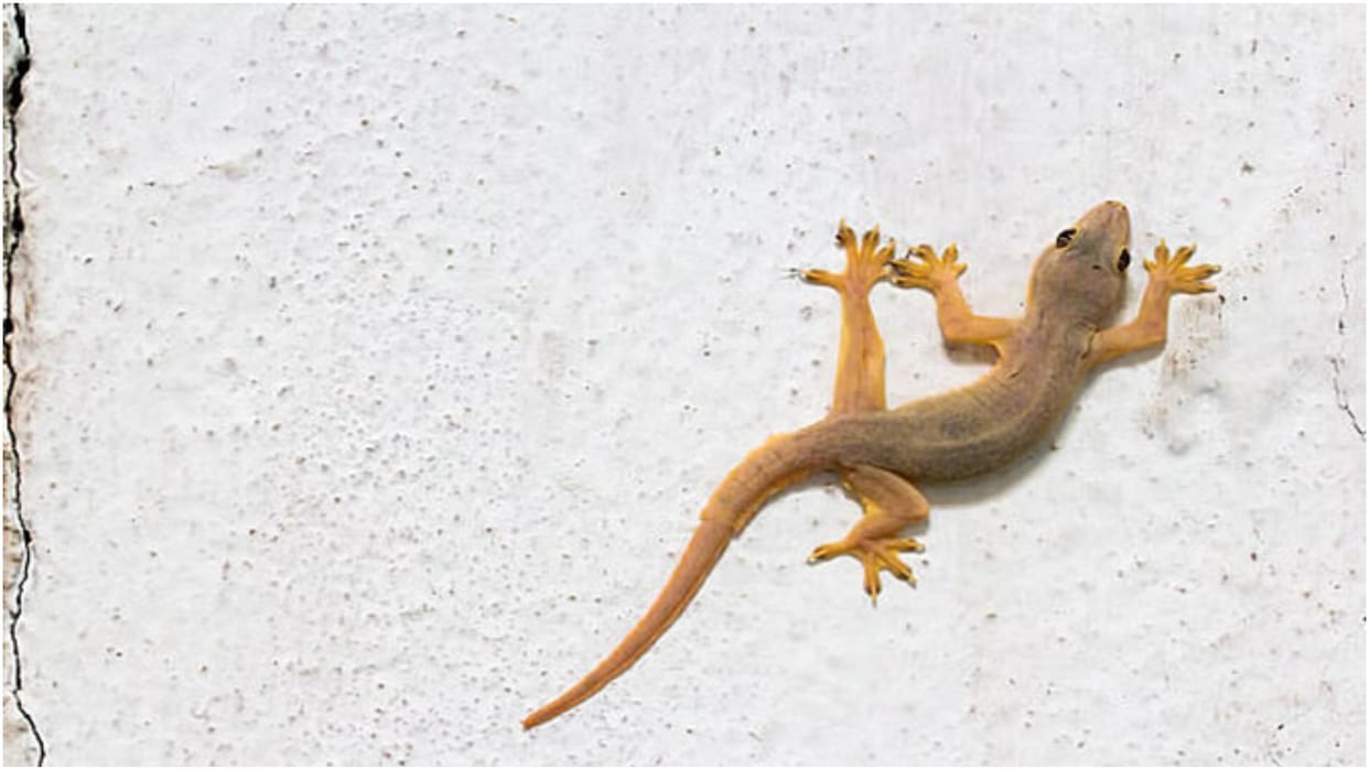 Mother and son fell ill after drinking milk in which a lizard fell