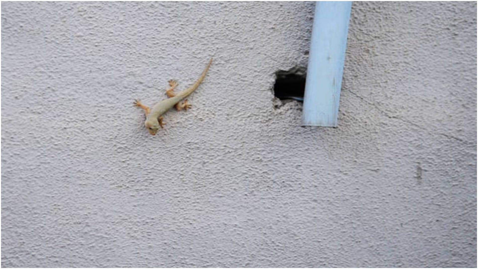 Monsoon Tips To Get Rid Of Lizards in home during Rainy Season Chipkali kaise bhagaye