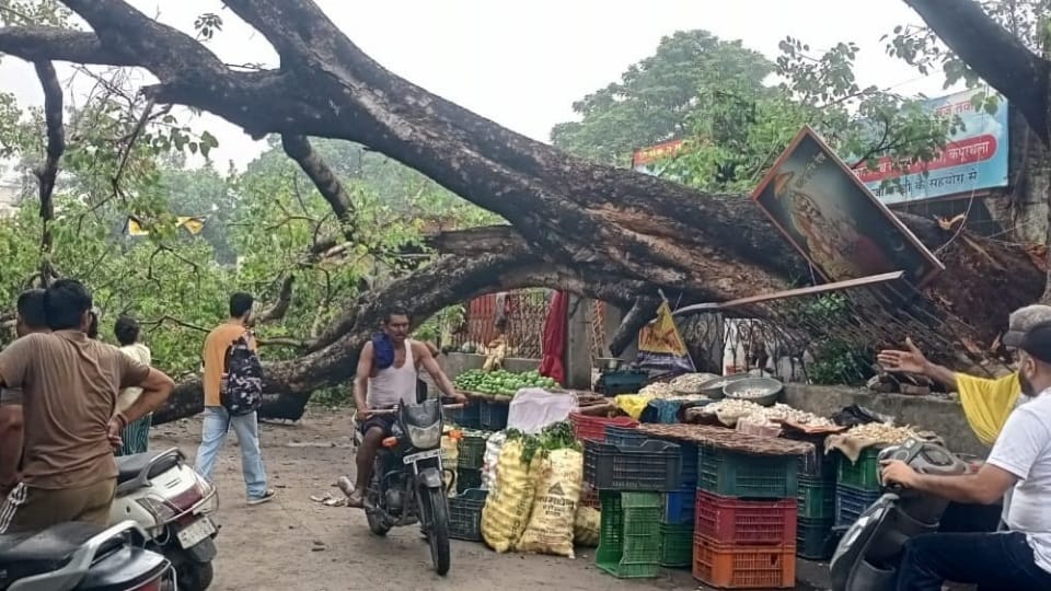 Peepal tree fell in old vegetable market in Kapurthala