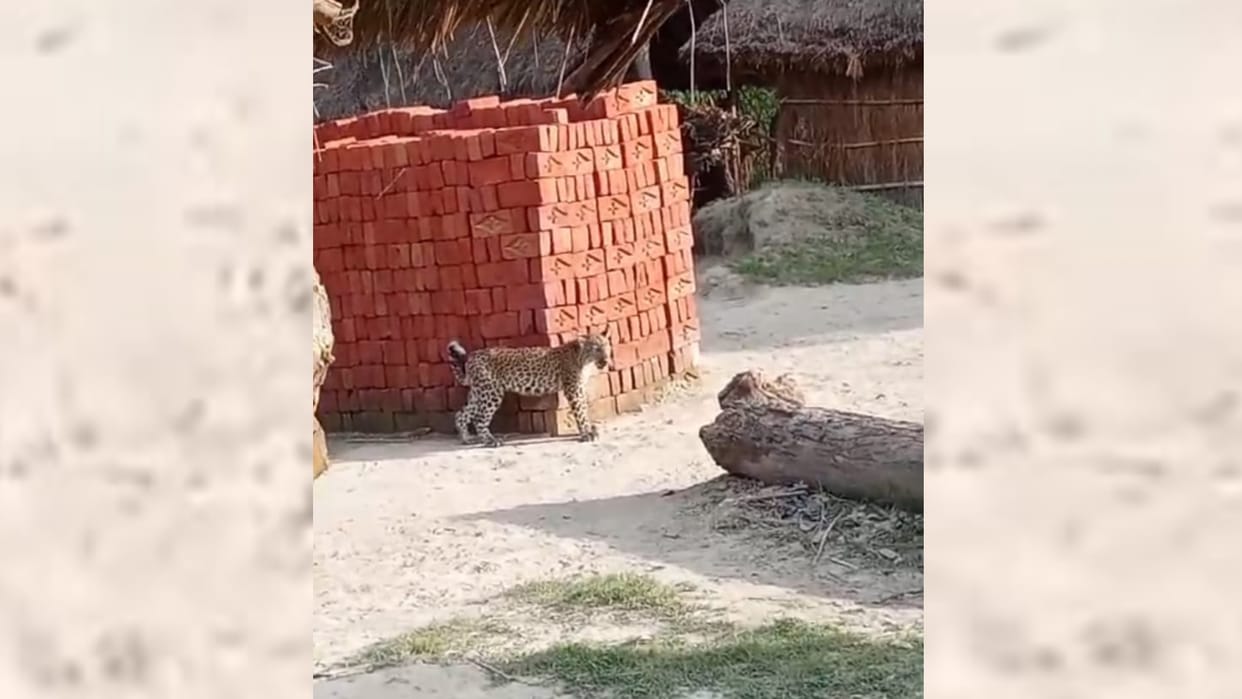 Bahraich: An injured leopard arrived in a village.