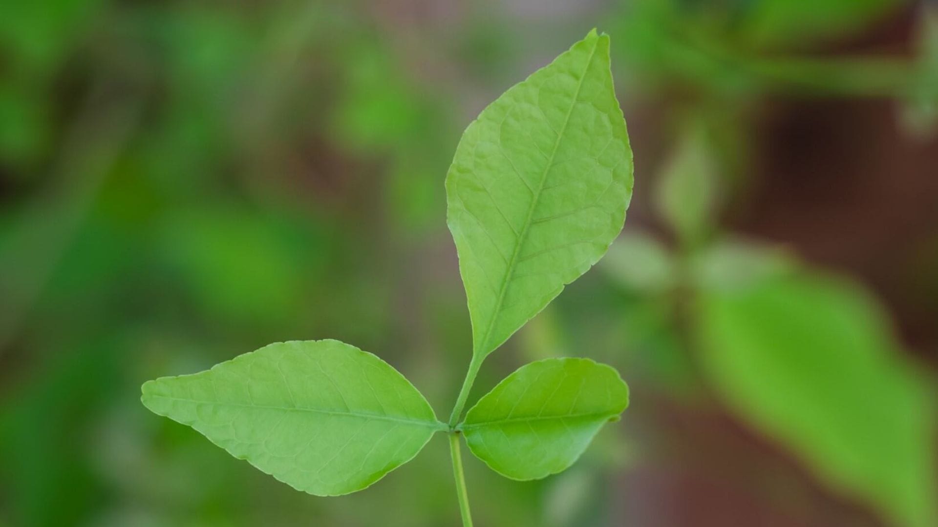 these 5 flowers should not use in puja know in hindi