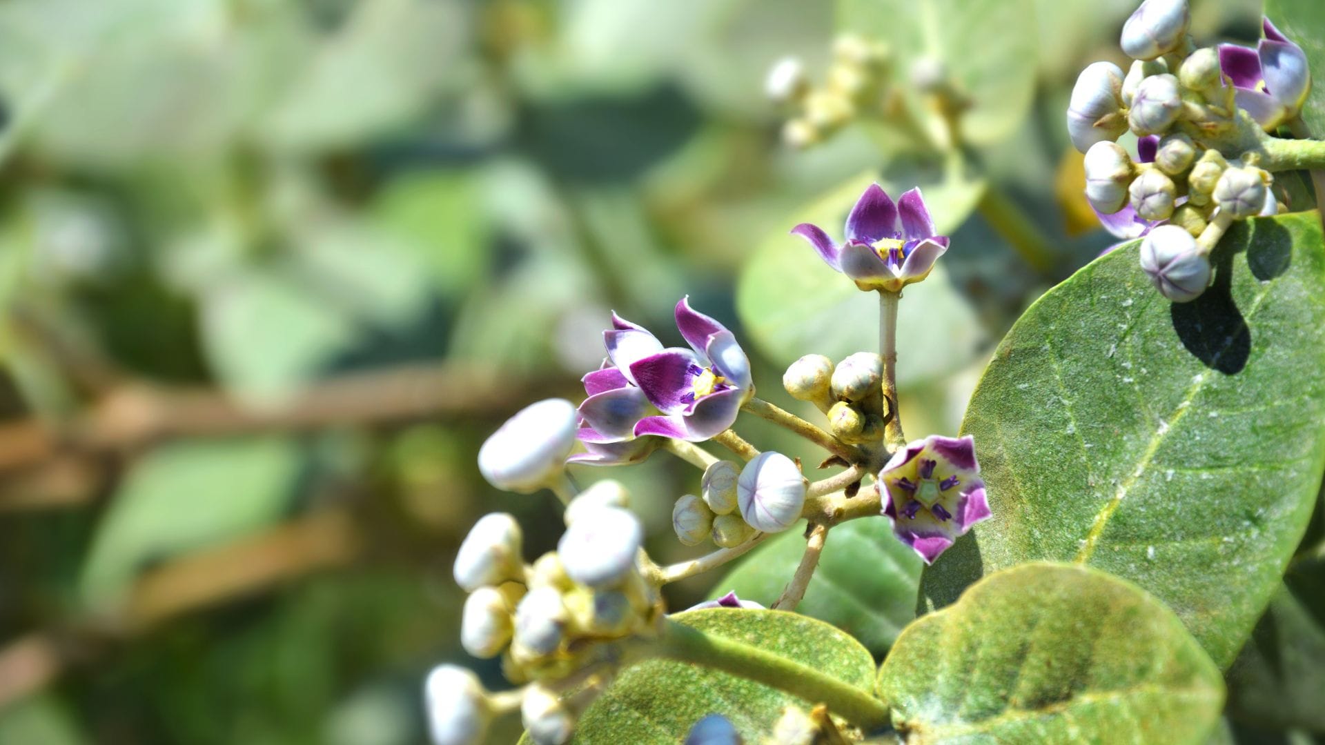 these 5 flowers should not use in puja know in hindi