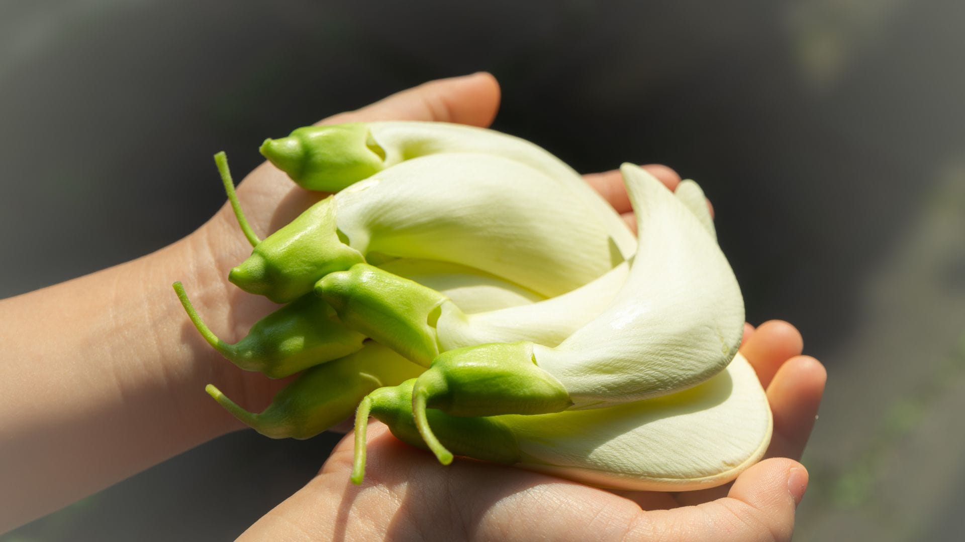 these 5 flowers should not use in puja know in hindi