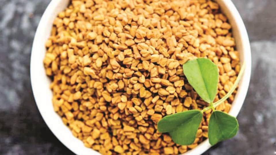 क्या मेथी दाना बालों के लिए फायदेमंद है?