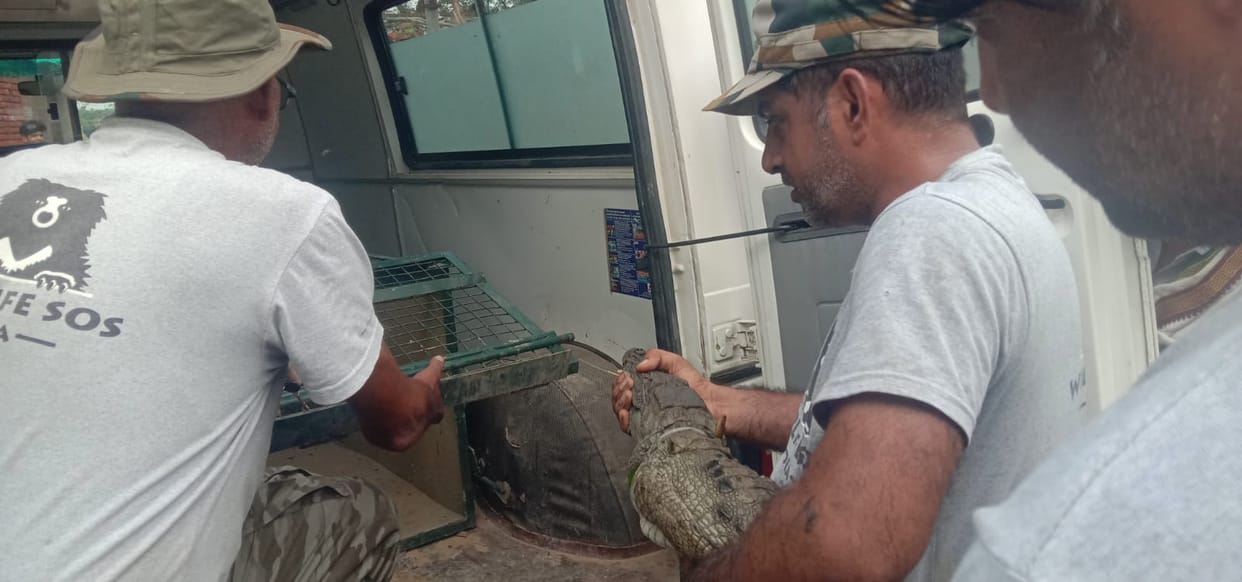 Forest Department and Wildlife SOS team caught crocodile from the pond after three days