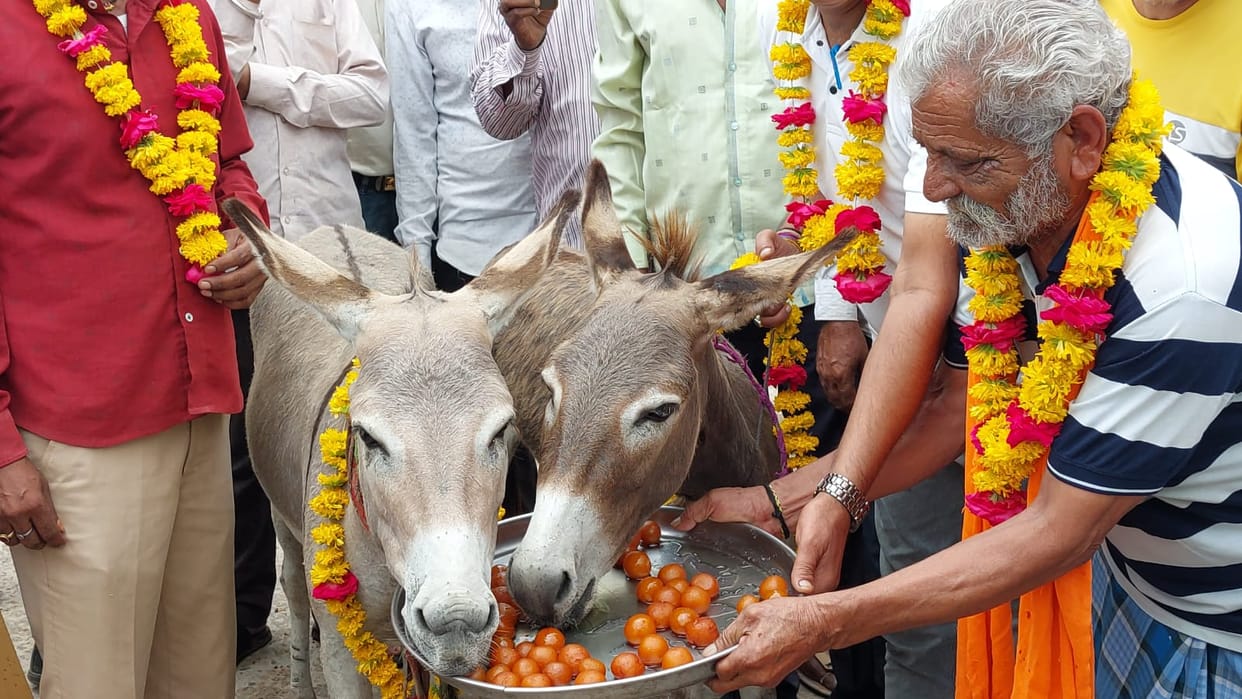 Mandsaur: By the grace of Lord Indra, donkeys ate Gulab Jamun in Mandsaur, know what is the matter