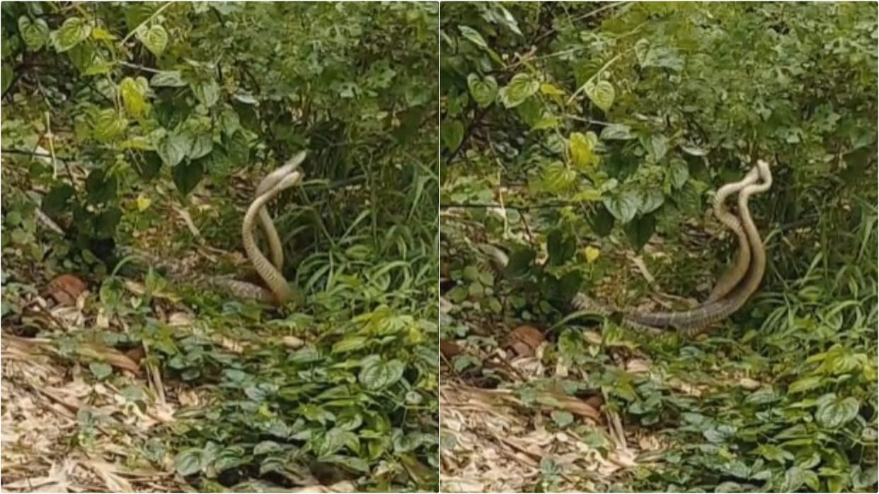Sawan 2024: A pair of snakes was seen frolicking in Hajipur; Villagers called it auspicious, Mahadev Pooja