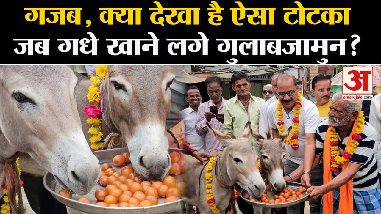 Donkeys fed Gulab Jamun:गजब, क्या देखा है ऐसा टोटका जब गधे खाने लगे गुलाबजामुन?