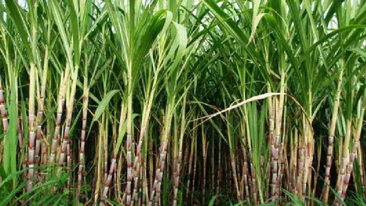 IIT BHU made hydrogen from sugarcane bagasse in varanasi