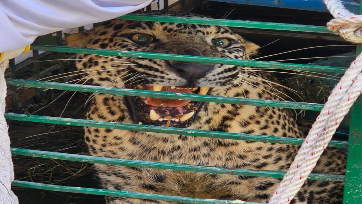 Leopard is being brought to Gorakhpur zoo after being rescued from Gonda, Dr Yogesh's team had gone there