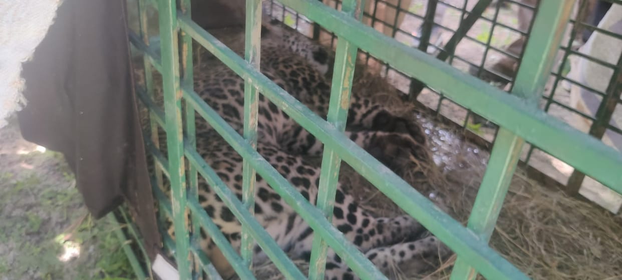 Gonda News: Leopard caught from Fatima School in Gonda