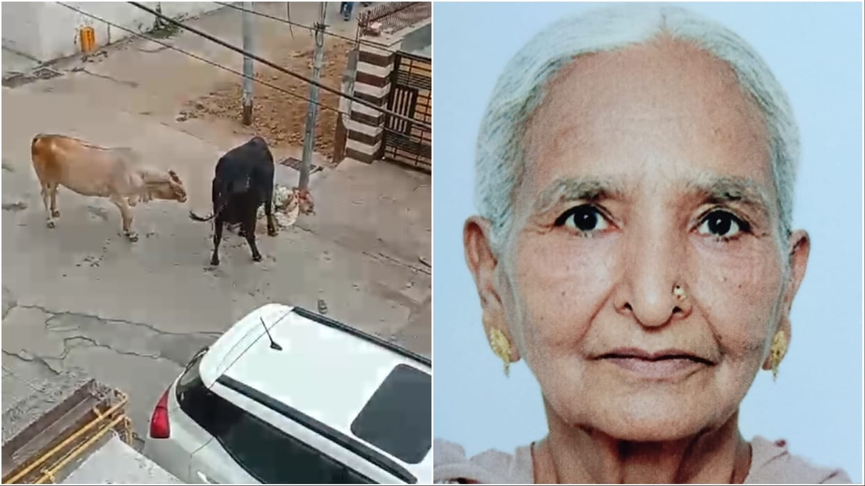 Haryana: Cow thrashed an elderly woman to death