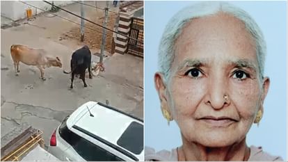Haryana: गाय ने बुजुर्ग महिला को पटक-पटकर मार डाला, महिला के गले से आर-पार हुई सींग Haryana: Cow thrashed an elderly woman to death