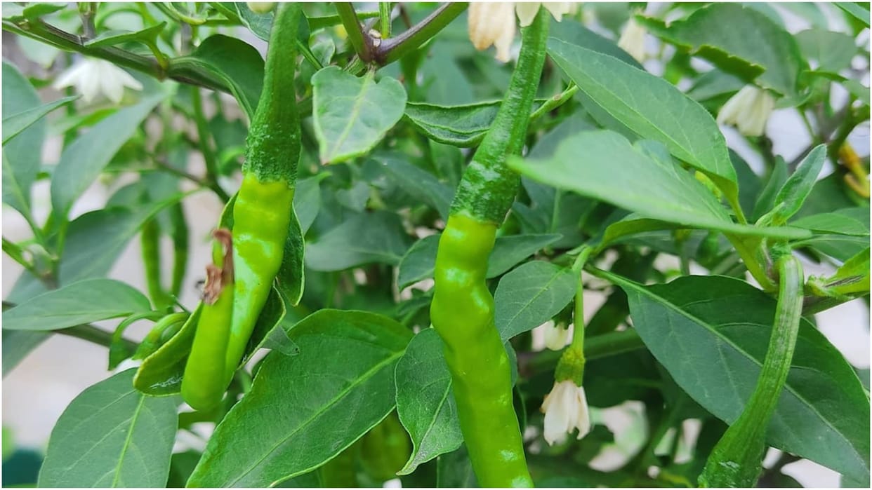 More than 5000 farmers turned away from chilli cultivation in almora
