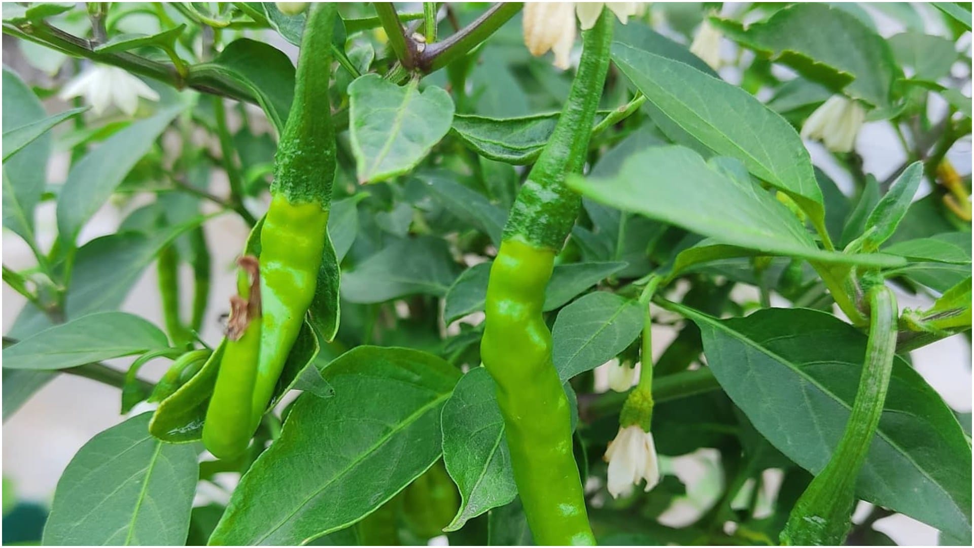 red Chilies or green Chilies which is good for health lal mirch ya hari mirch kya khana sahi