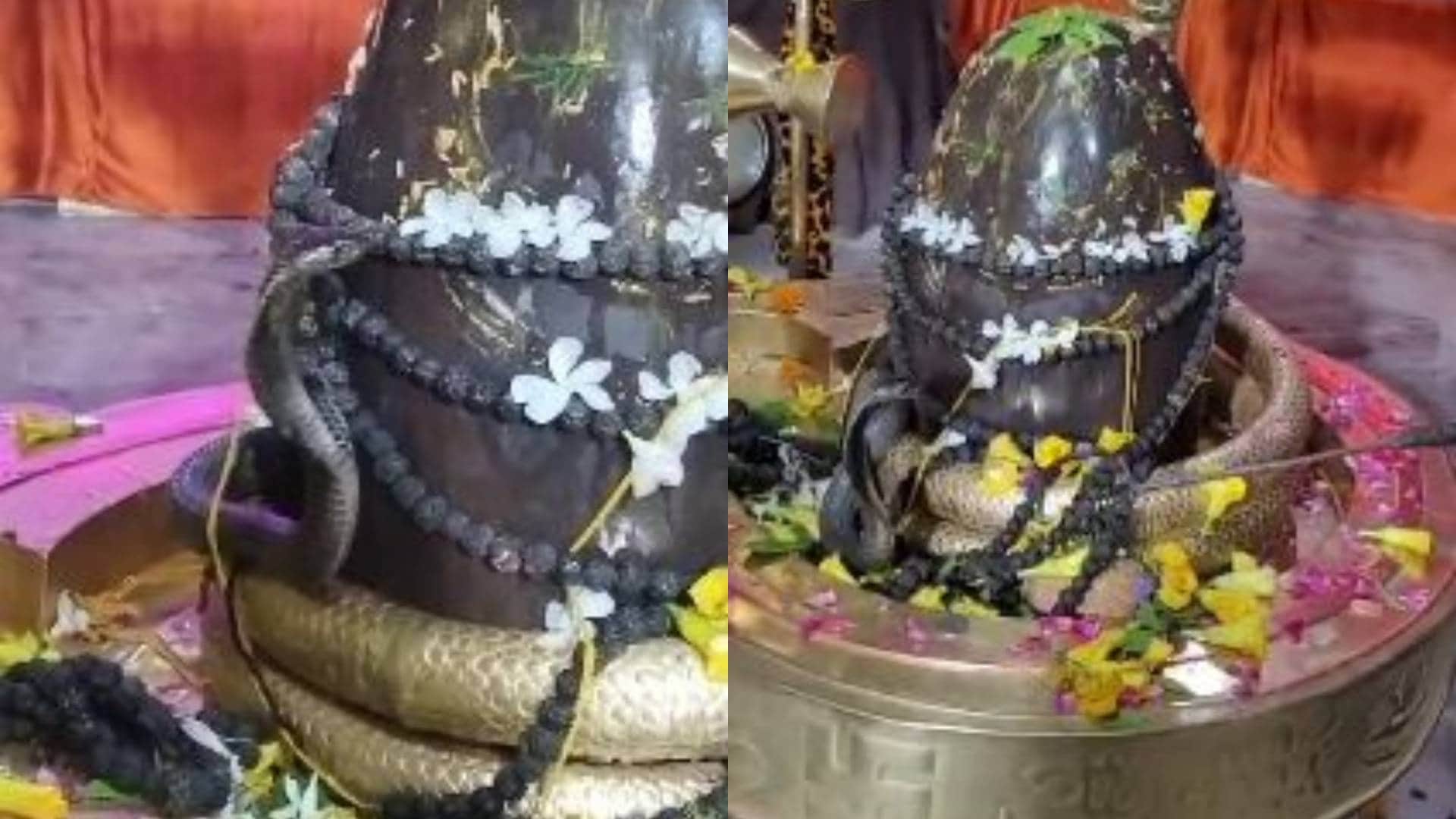 शिवलिंग पर नागराज