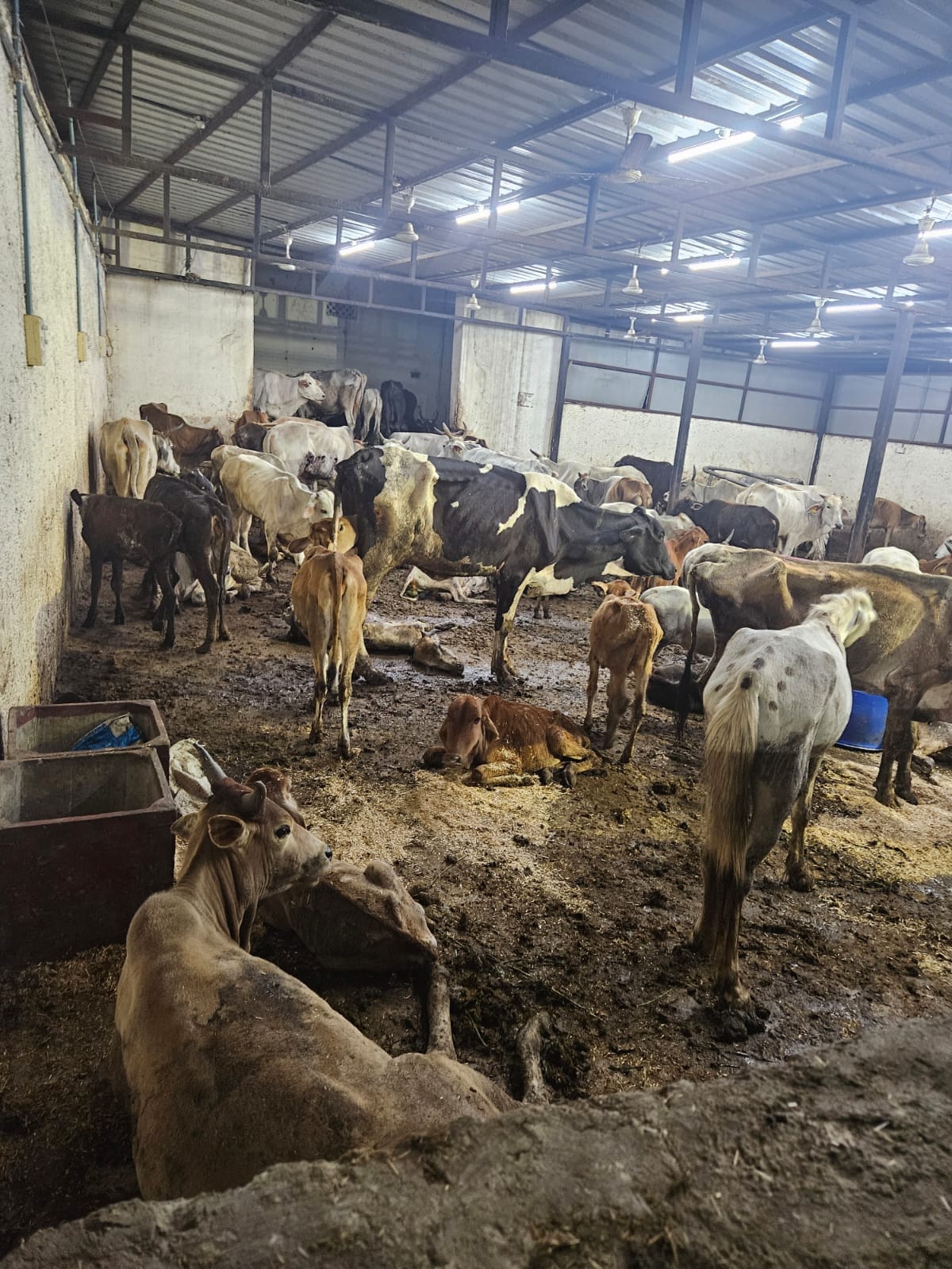 MP News: Tears will come after seeing the plight of cows in the shelter of Bhopal, 150 animals in the capacity