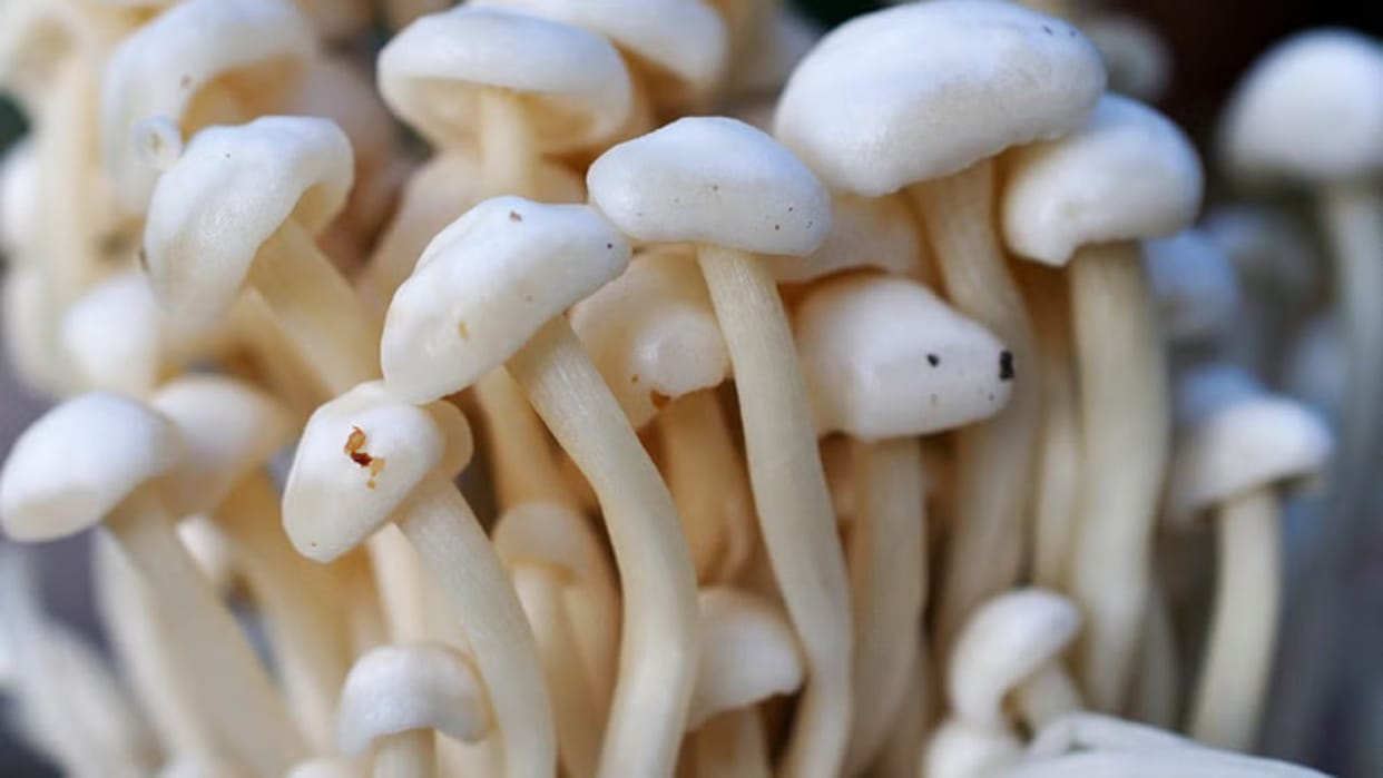 Dhingri Mushroom 82-year-old Sitamani grew Dhingri mushroom eating it is beneficial in many diseases