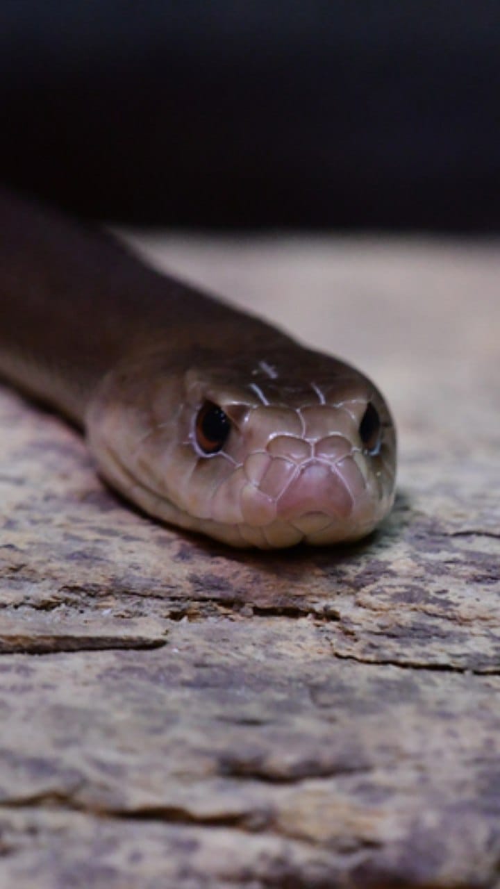 Jhansi: A fourth-grade student was bitten by a snake while sleeping in the school hostel.