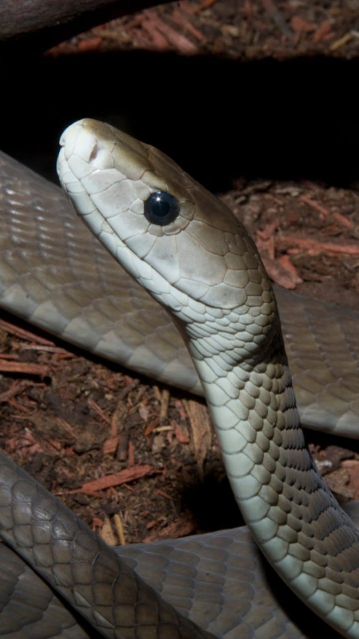 Shamli: Five year old innocent boy was playing outside the house, bitten by a snake