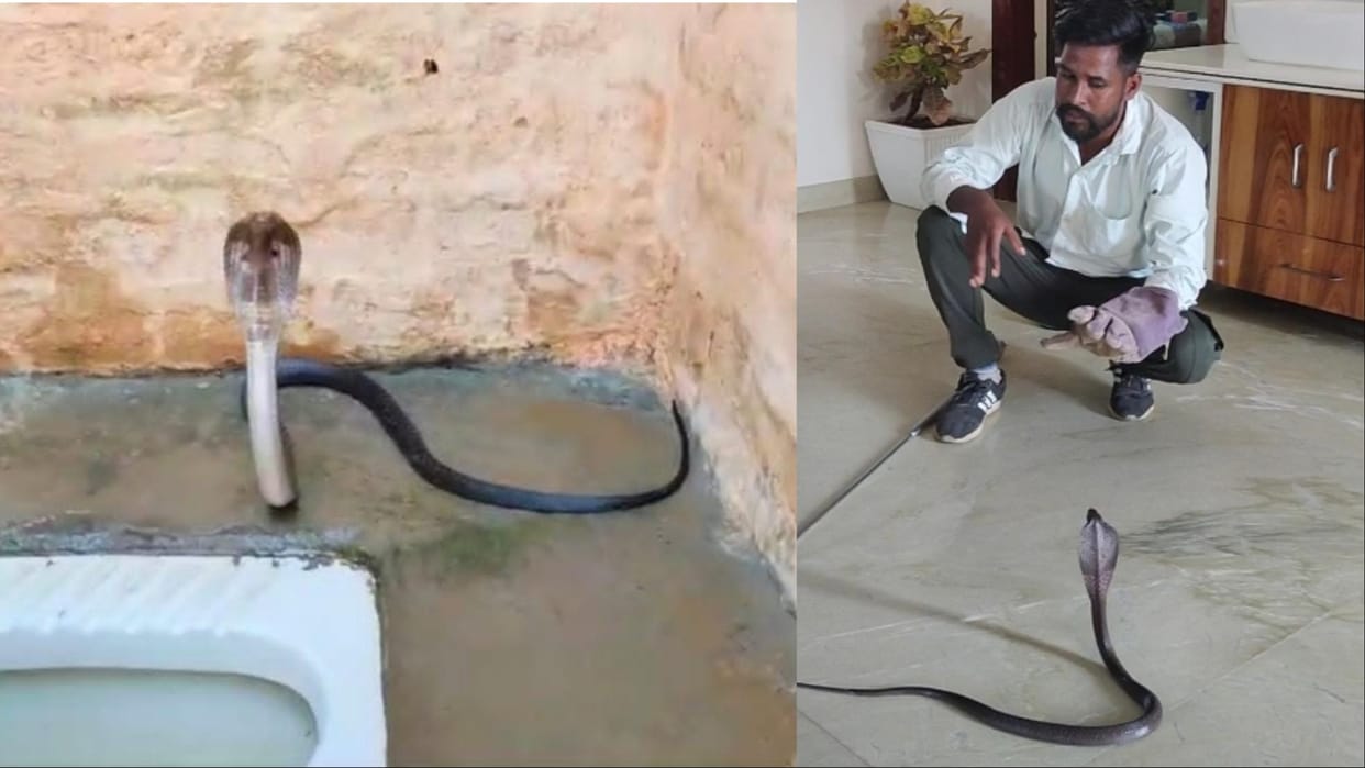 Fatehabad: Cobra snake found in bedroom and toilet seat, snakeman caught it