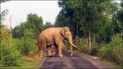 An 80-year-old woman was trampled to death by an elephant