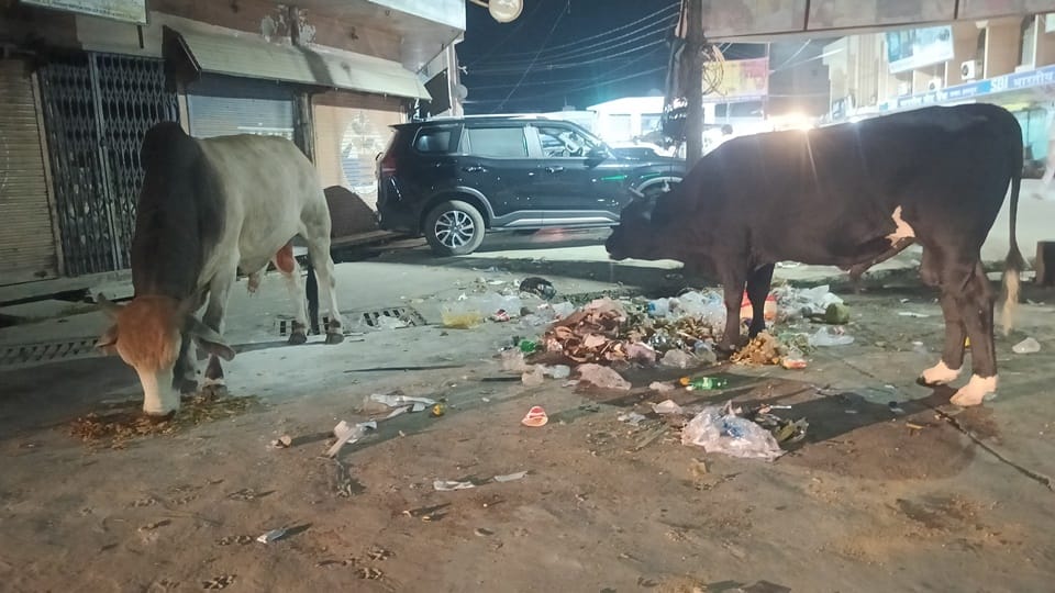 UP News: bull trampled 70-year-old woman death, elderly woman had gone out go farm in Amroha