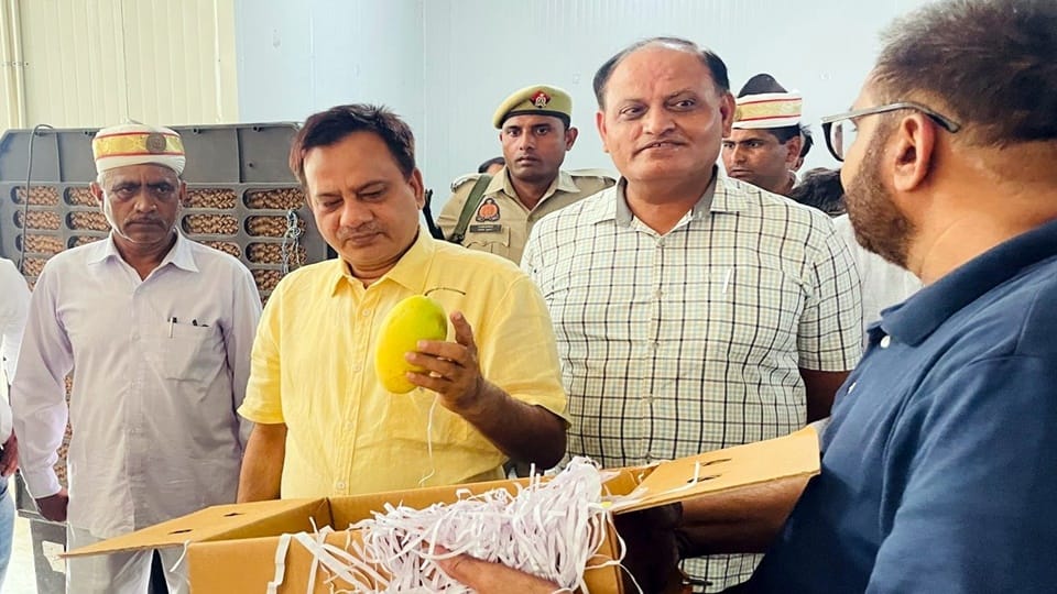 UP News: People of Dubai will taste Chaunsa mango of Amroha, demand for ladyfinger also increased