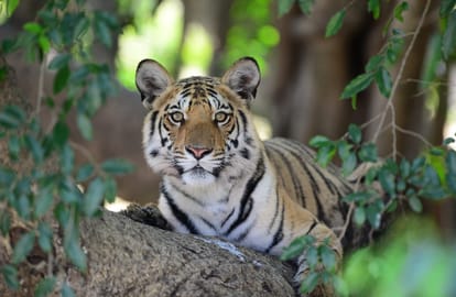 World Tiger Day: India doubled the targets of St.Petersburg Tiger Summit and the number of tigers in MP triple