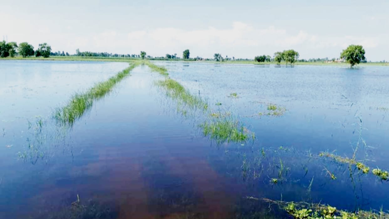 Crops in Khadar submerged due to Ganga water