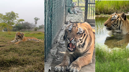 Gorakhpur Zoo is becoming the home of the king of the jungle