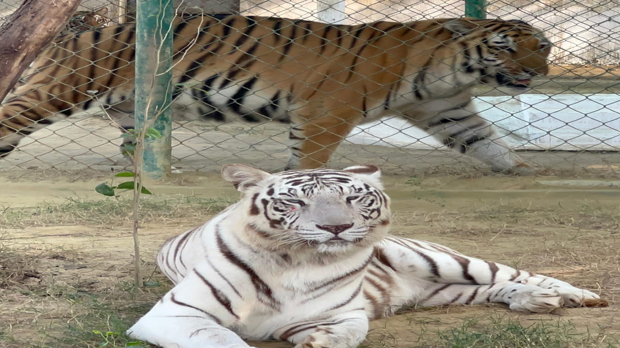 Disabled people will be able to know about animals through Braille script in Gorakhpur Zoo.