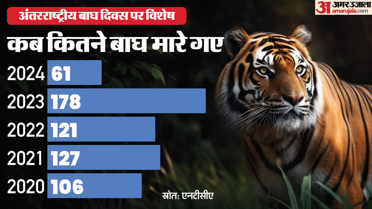 International Tiger Day 2024 61 Tigers Have Died This Year So Far, 29 Killed in Madhya Pradesh News in Hindi
