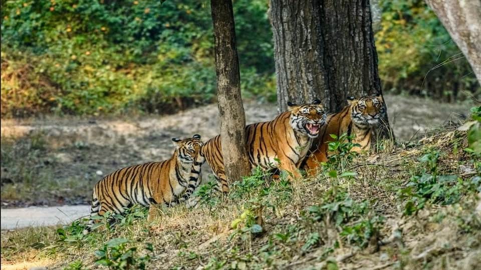 International Tiger Day Best Places to spot tigers in India Check locations details Bharat ke Bagh Abhayaranya