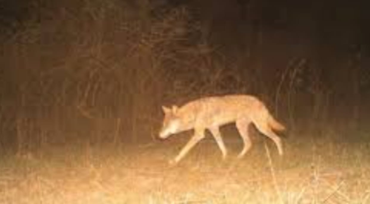 Bahraich News: Wolves took away an innocent child sleeping with his mother