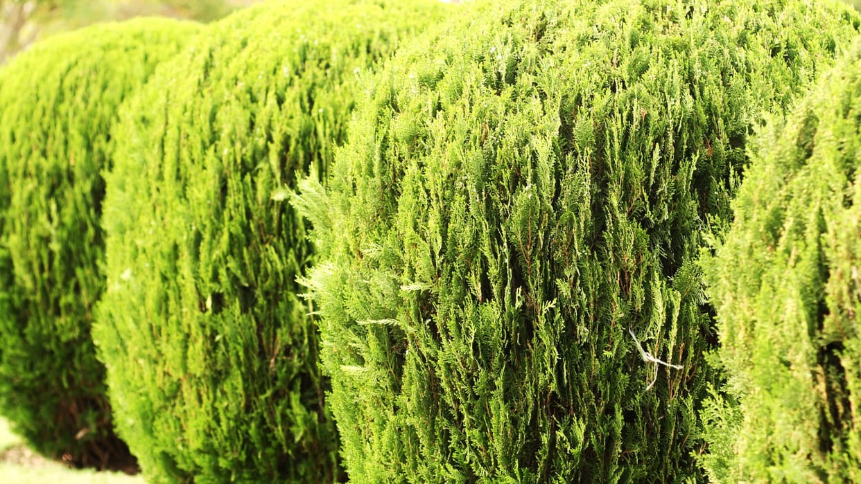 Uttarakhand News Whether it is barren or vacant land, the software will tell which trees to plant